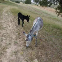 الاغ شیری کاری باری