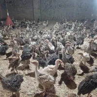 فروش جوجه محلی و بوقلمون فوری