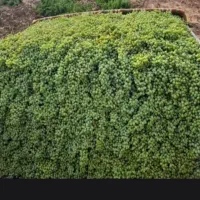 غوره اصل شیرازی ترش ترش ،لیمو درشت پوست نازک