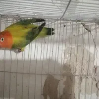 کوتوله یوینگ گلد ماده بالغ