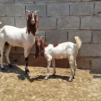 بز افغانی