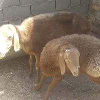 میش وبره نر