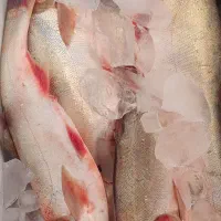 ماهی قزل آلا و آزاد