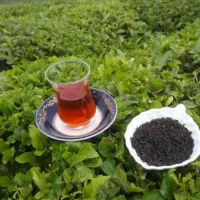 چایی بهاره چین اول ممتاز