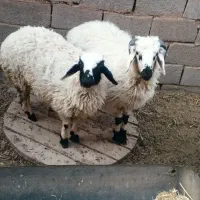 دوعددبره فروشی یکی نر یکی ماده