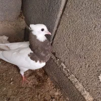 کفتر|پرنده|تهران, خلیج فارس|دیوار