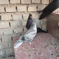 دم سفید.هیچ پر