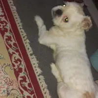 سگ خانگی
