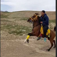 اسب مادیان