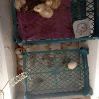 دستگاه جوجه کشی