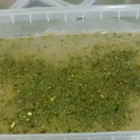 حلوا ارده شکلاتی و حلوا ارده با طعم هل