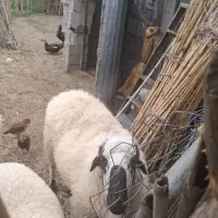 گوسفند نر