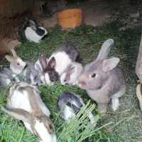 خرگوش|موش و خرگوش|خواف, |دیوار