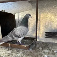 نرو ماده خرقه پولکی