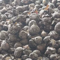 پیاز گل نرگس
