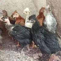جوجه مرغ.اردک اسرائیلی.بوقلمون ماده