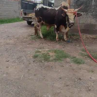ورزا چالوسی