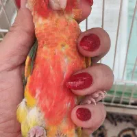 گرینچیک