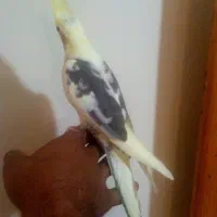 عروس هلندی نر تک