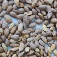 فروش بادام سنگی