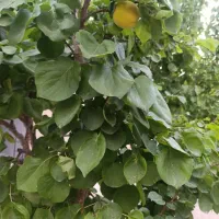 فروش باغچه نقلی خوش نقشه