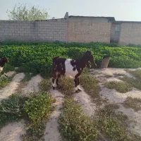 بز نژدی|حیوانات مزرعه|دزفول, |دیوار