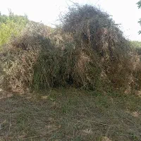 فروش یونجه تازه چیده شده