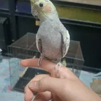 عروس هلندی دستی