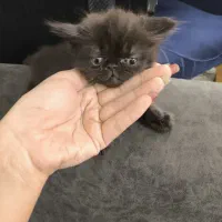 گربه پرشین نر و ماده
