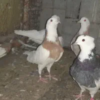 طوقی|حیوانات مزرعه|همدان, |دیوار