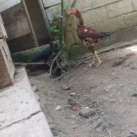 لاری