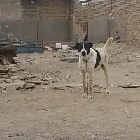 سگ خراسانی گمشده
