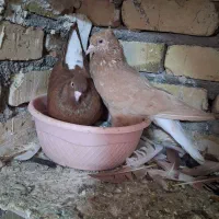 کفتر کبوتر دمسفید