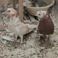 با سلام