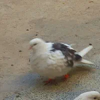 کبوترماده یکت‌تهرونی