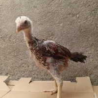جوجه خروس لاری مرغ لاری