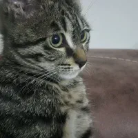 واگذاری رایگان گربه