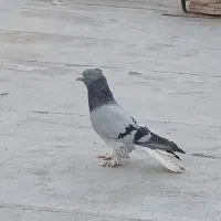 سبز دم سفید نر مست گرفتنی با چنتا کبوتر خوب