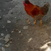 خروس کاکلی