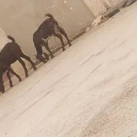 جفت مری نرو ماده