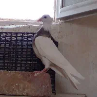 ۴تا گرفتنی ۵۴۰