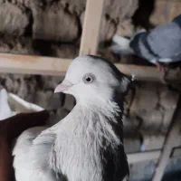 کفتر|پرنده|شازند, |دیوار