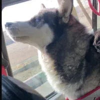 واگزاری سگ هاسکی