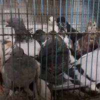 کفتر رنگی طوقی .نقره ای.دم سفید .زاغ آبادانی .سرور