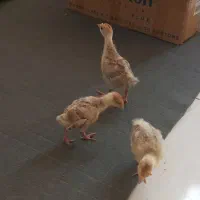 سه عدد جوجه بوقلمون