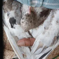 کبوتر دم سفید کفتر