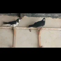 کبوتر