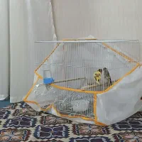 جفت سهره و قناری