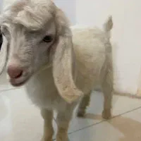 گوسفند