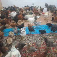کاکلی گلپایگانی گردن لخت